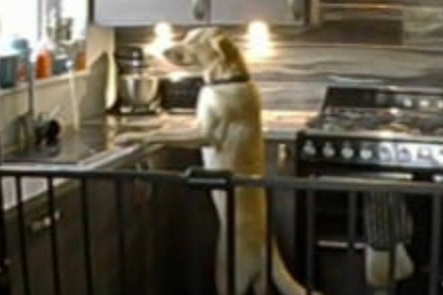 Dog turning on kitchen tap among more unusual canine related insurance claims