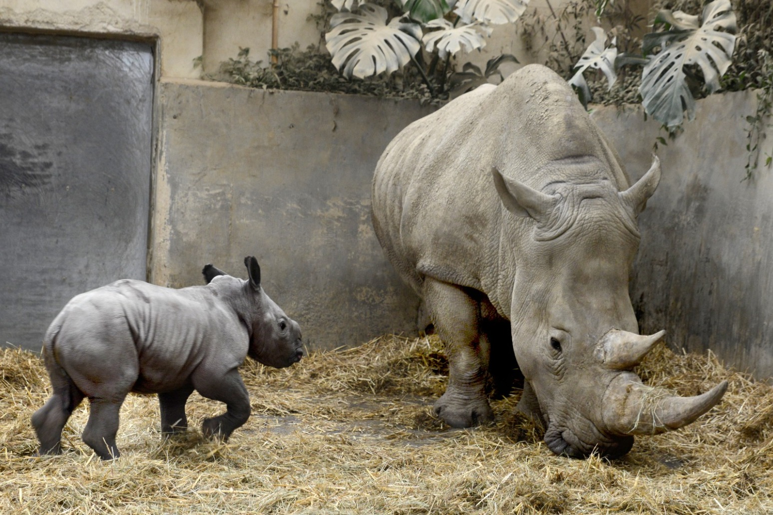 New born white rhino named Queenie to mark the monarchs Platinum Jubilee