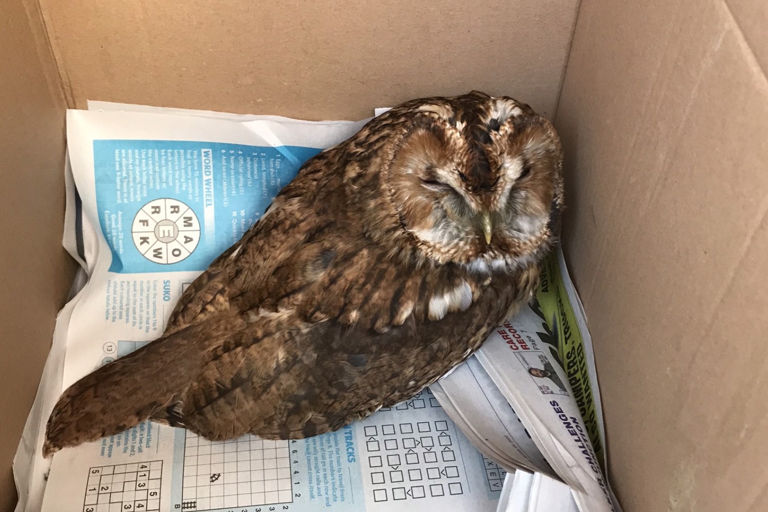 Tawny owl will live to fly another night after encounter with pond netting