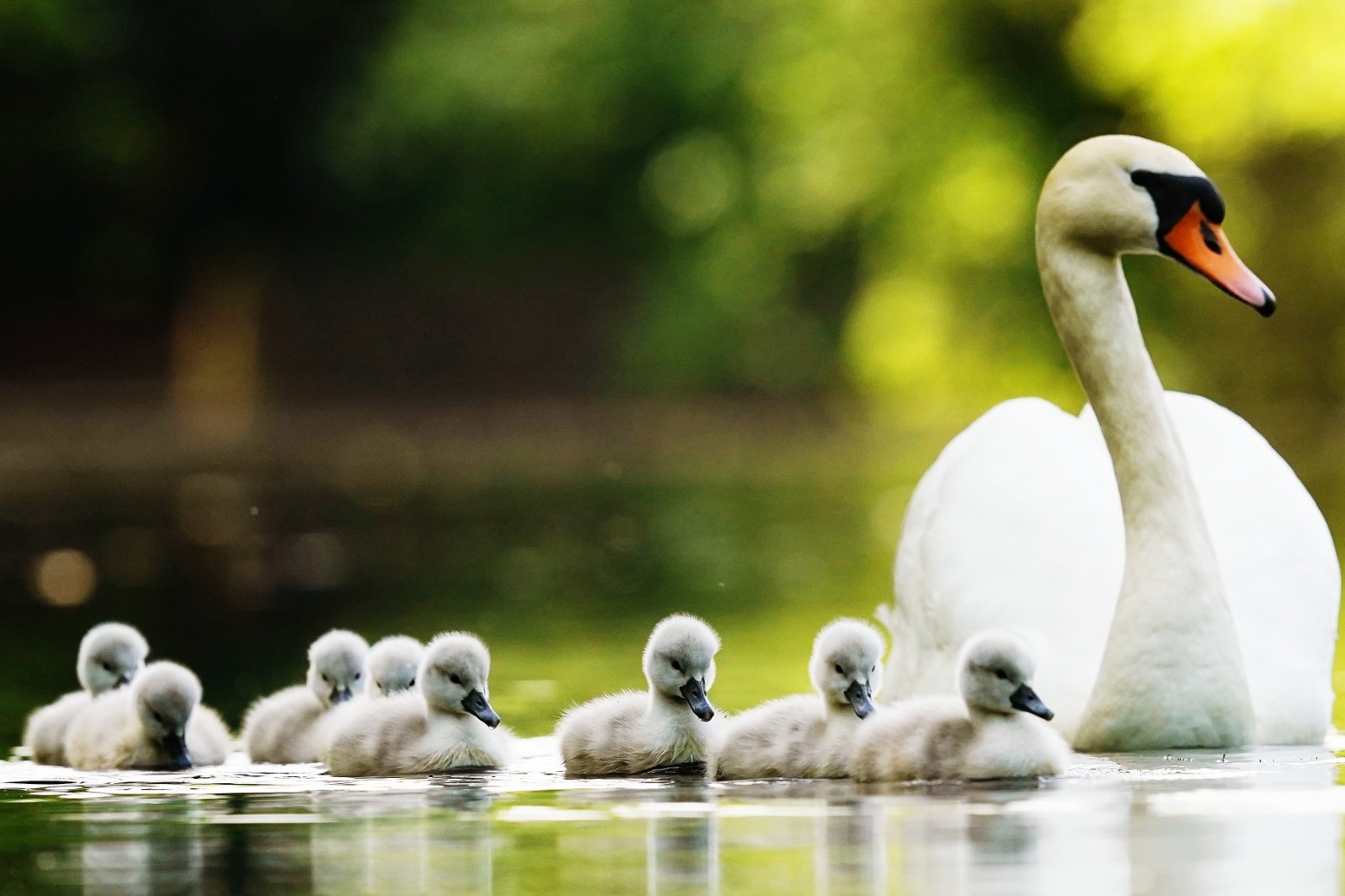 Rescuers install boom in bid to stop cygnets being washed into weir 