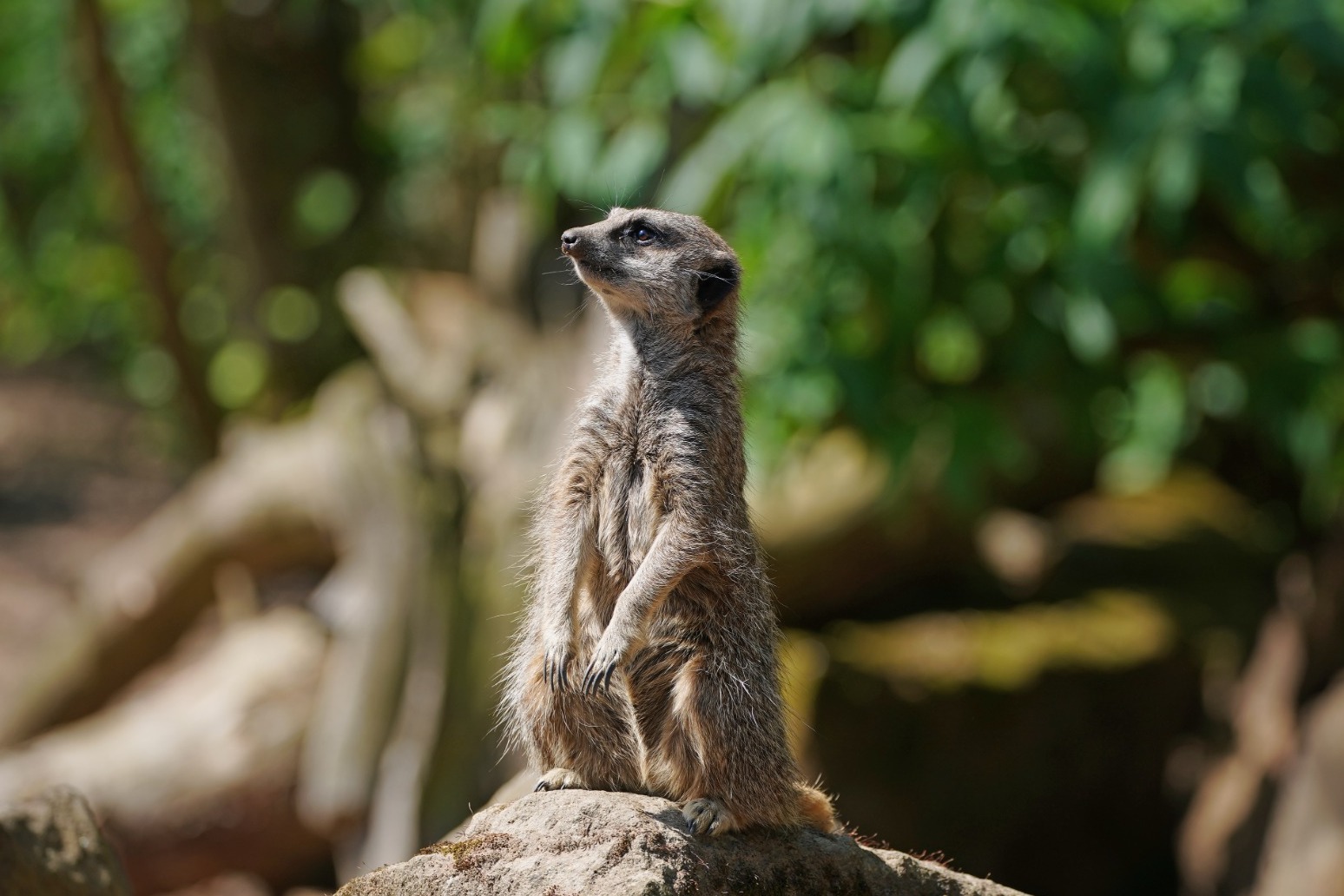 Meerkat enclosure to be built at children’s hospital 