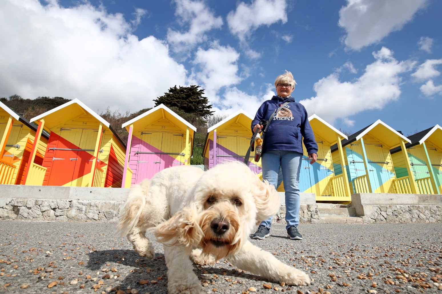 Goldendoodles the UK’s most popular dog, figures suggest 
