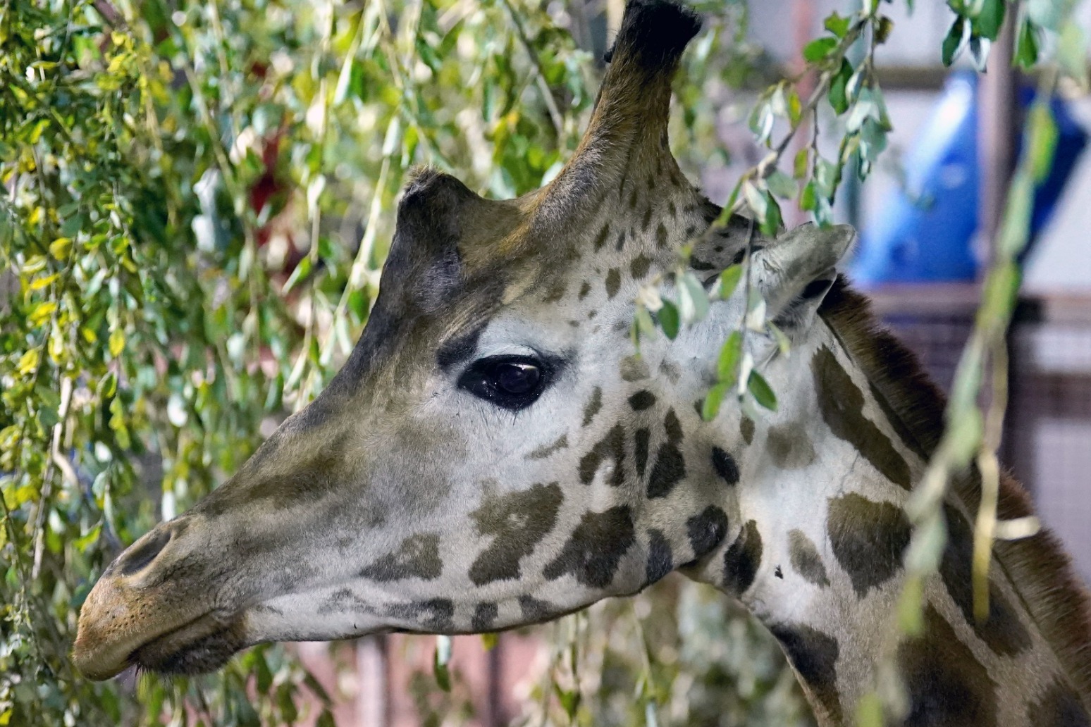 Endangered male giraffe Sifa arrives at safari park 