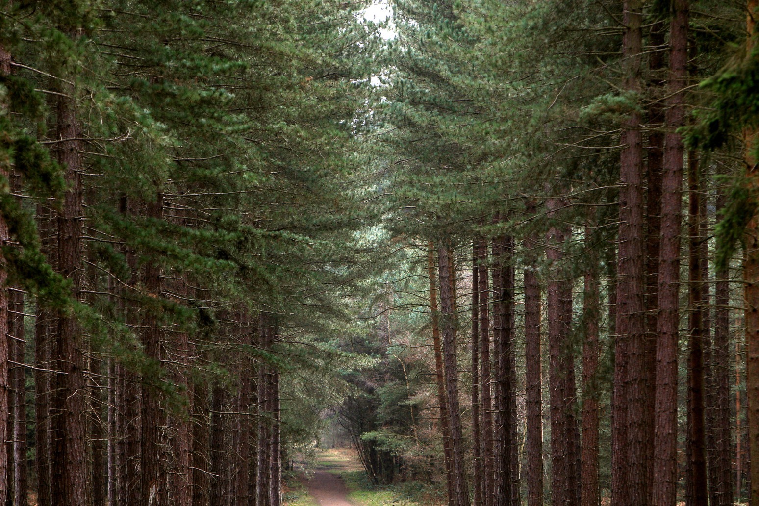 Government announces £16 million funding for Forest Research programme 