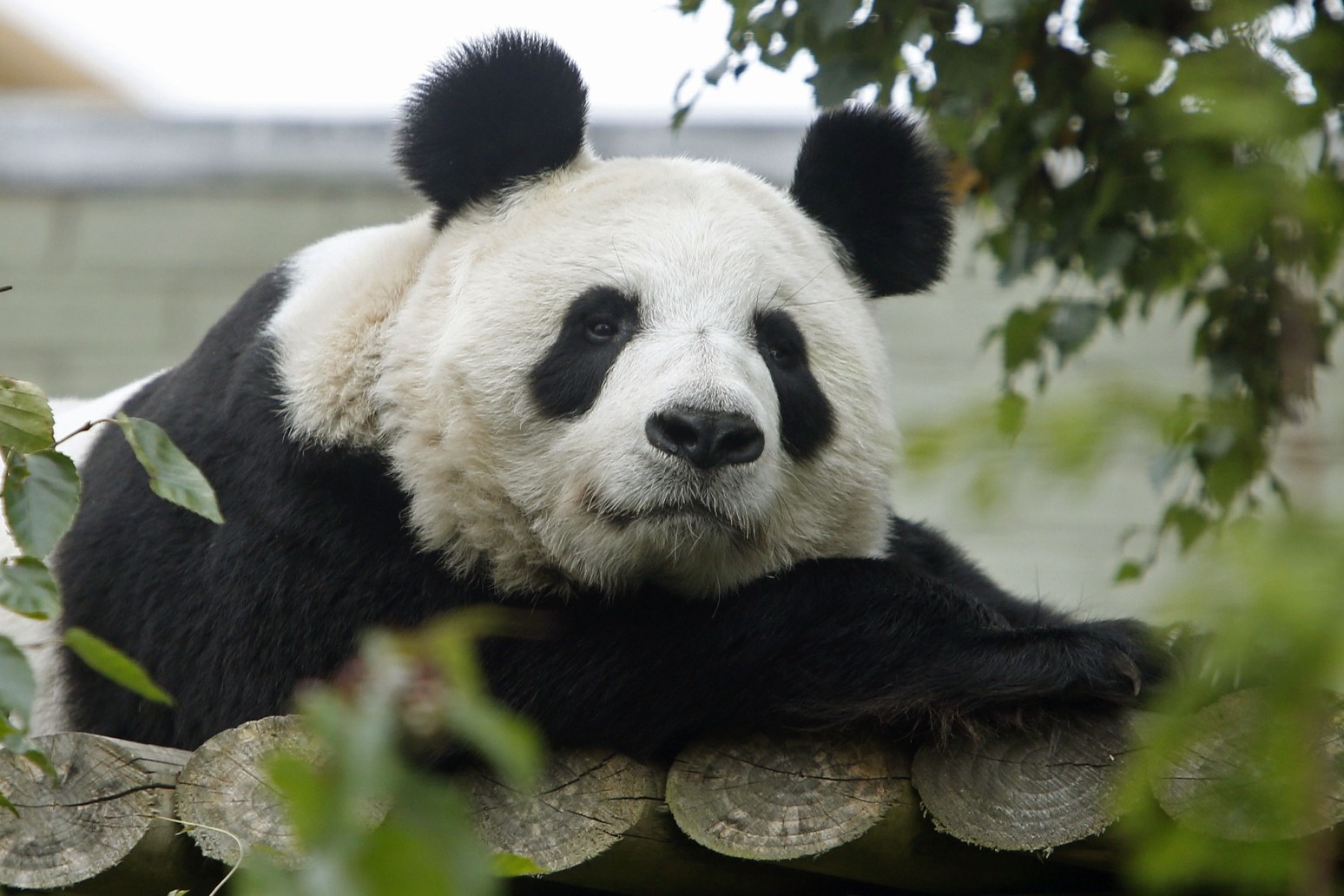 Final chance to see pandas at Edinburgh Zoo ahead of their return to China 