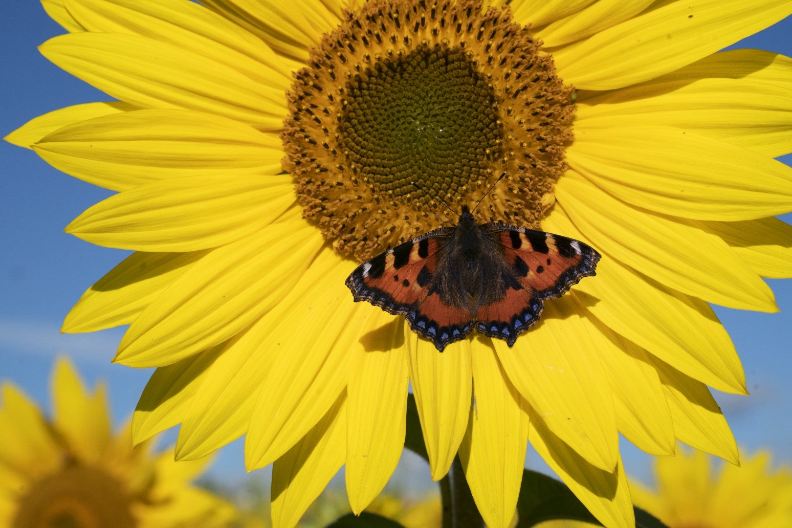 Study: Counting butterflies reduces anxiety 