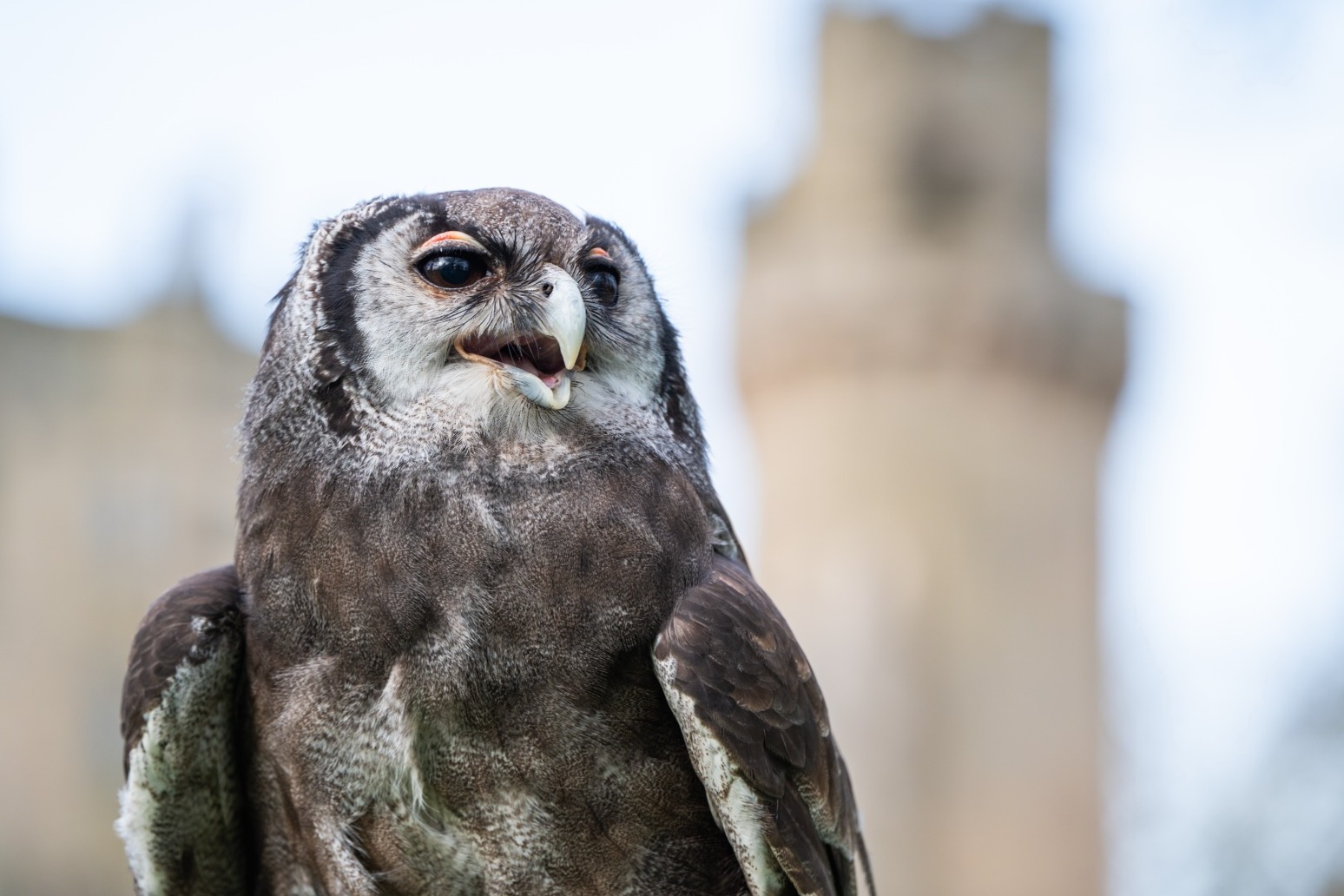 Owl retiring after three decades at Warwick Castle 