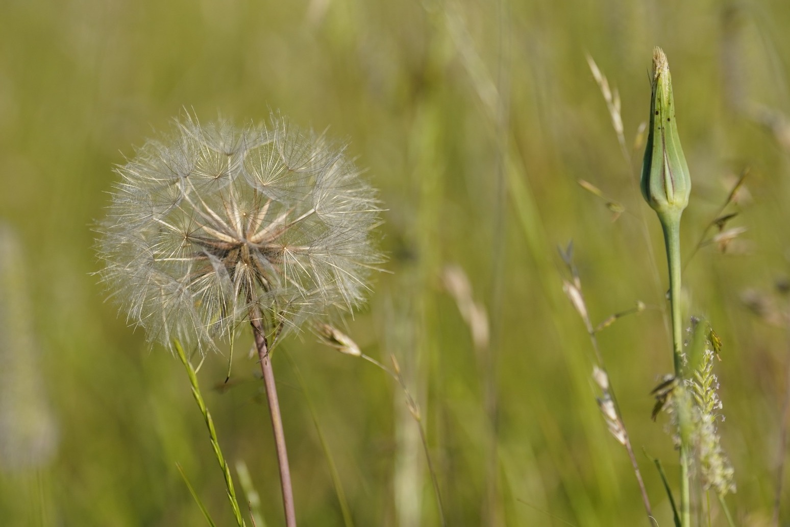 Suffering from hay fever ‘may affect exam results’ 