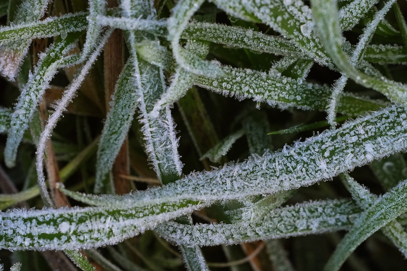 Cold health alert issued for Christmas Day