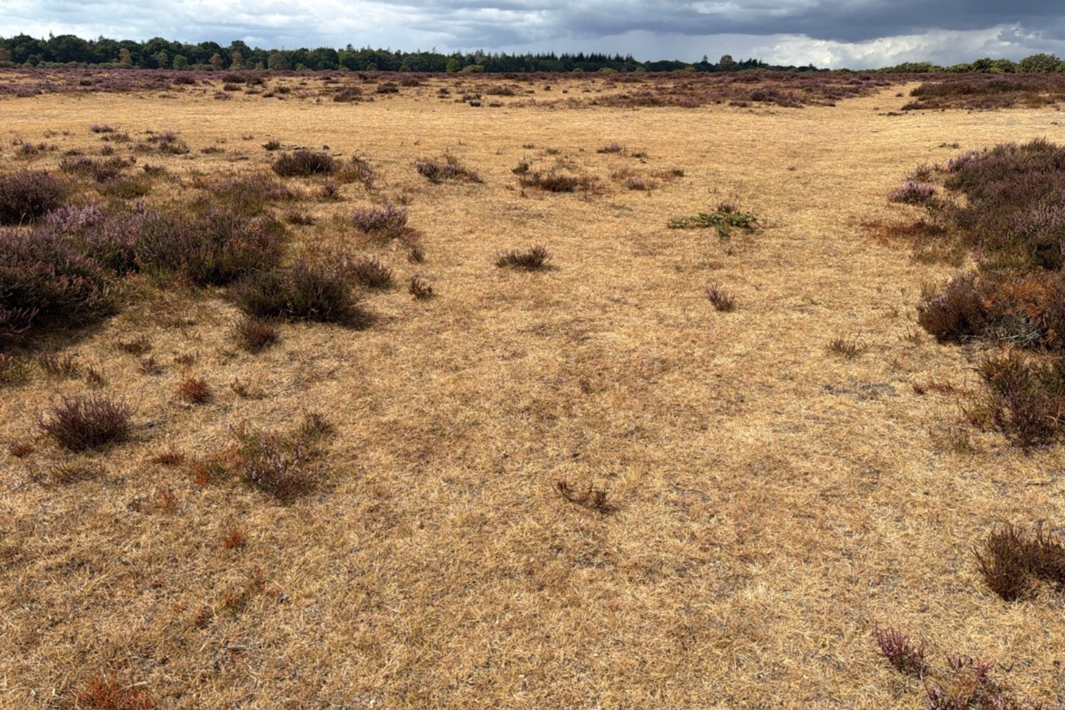 Parts of England in severe drought as water supplies ‘under immense pressure’