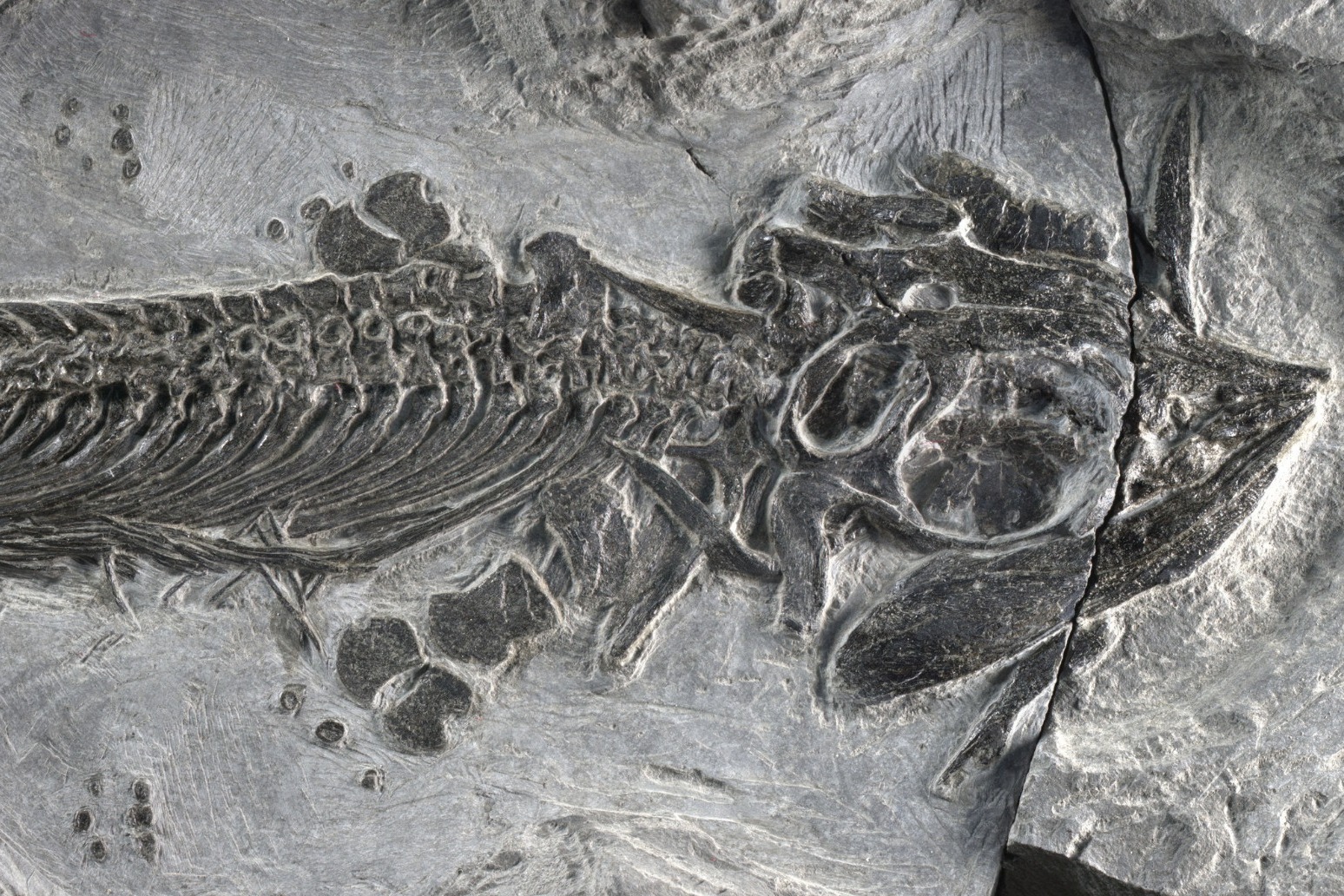 250 million-year-old marine reptile \