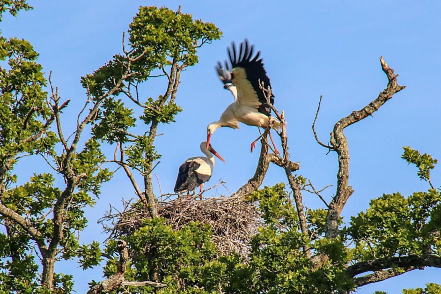 Wild white storks hatch in UK for first time in centuries 