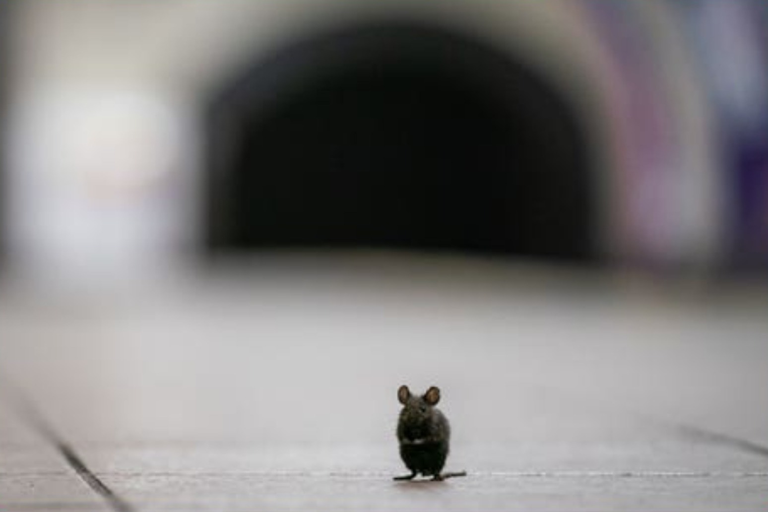 Online traffic for advice with rodent problems jumps 37% 