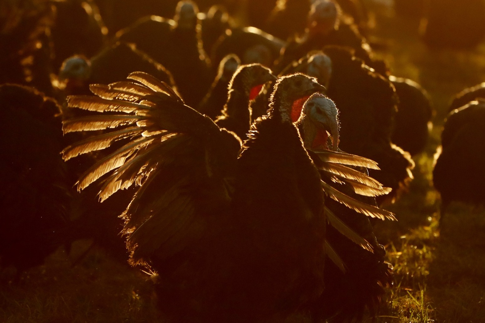 Thousands of turkeys culled after bird flu outbreak at Yorkshire farm 
