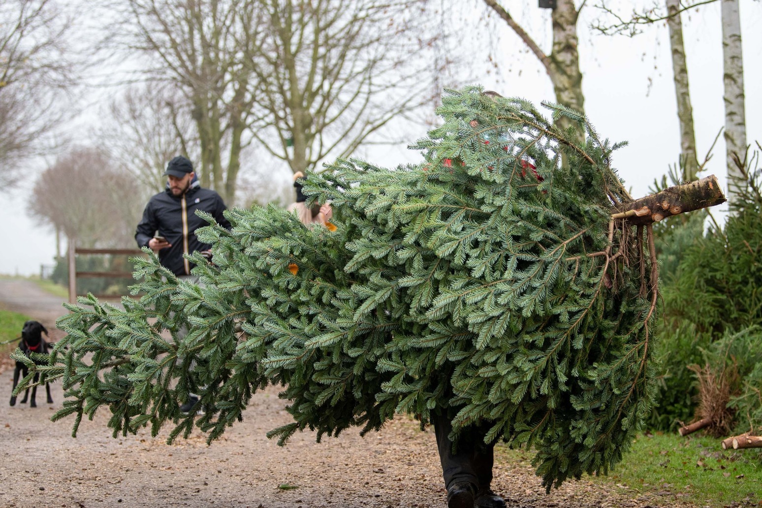 Supermarket expects early rush for real Christmas trees as demand spikes 