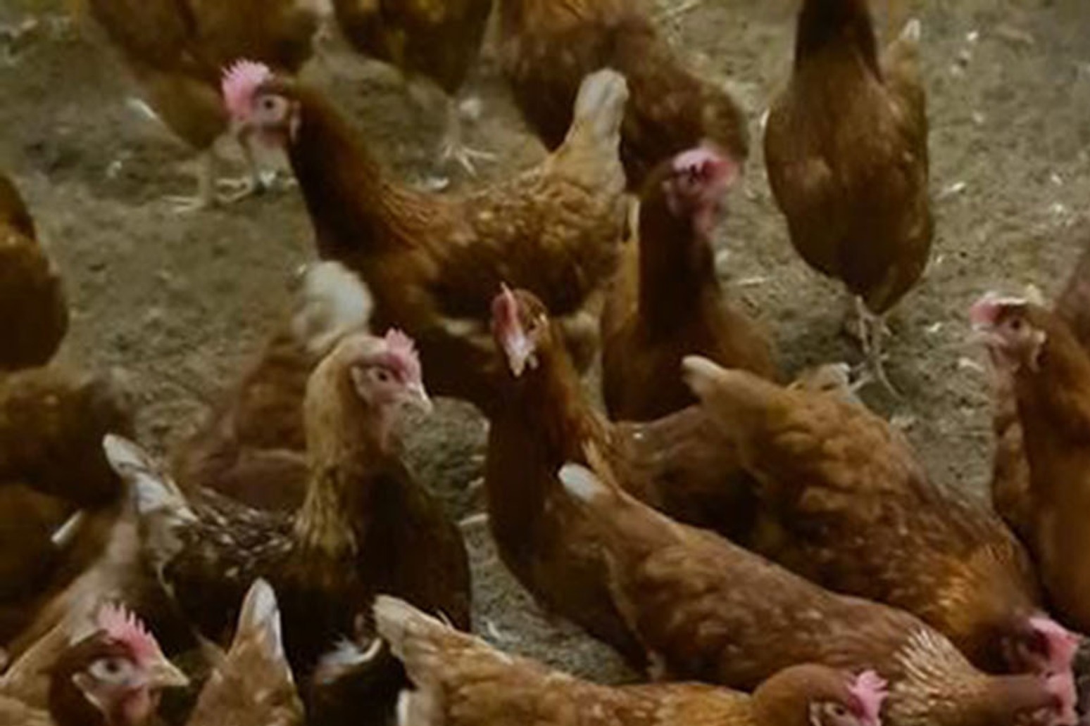 Poultry feed deal set for in-depth probe amid competition concerns 