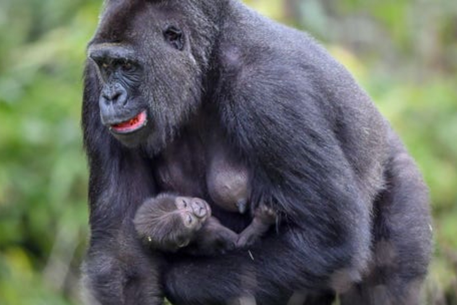Gorillas test positive for coronavirus at San Diego park 