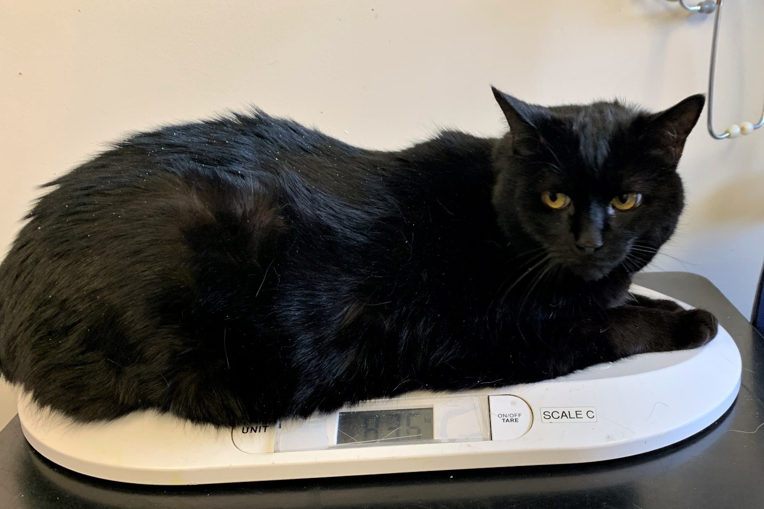 Cat put on a diet after ballooning to almost double the average weight 