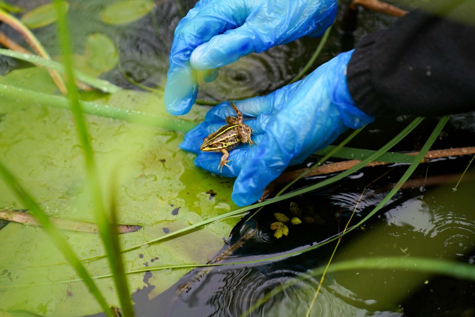 Frog that became extinct in England reintroduced to its former home 