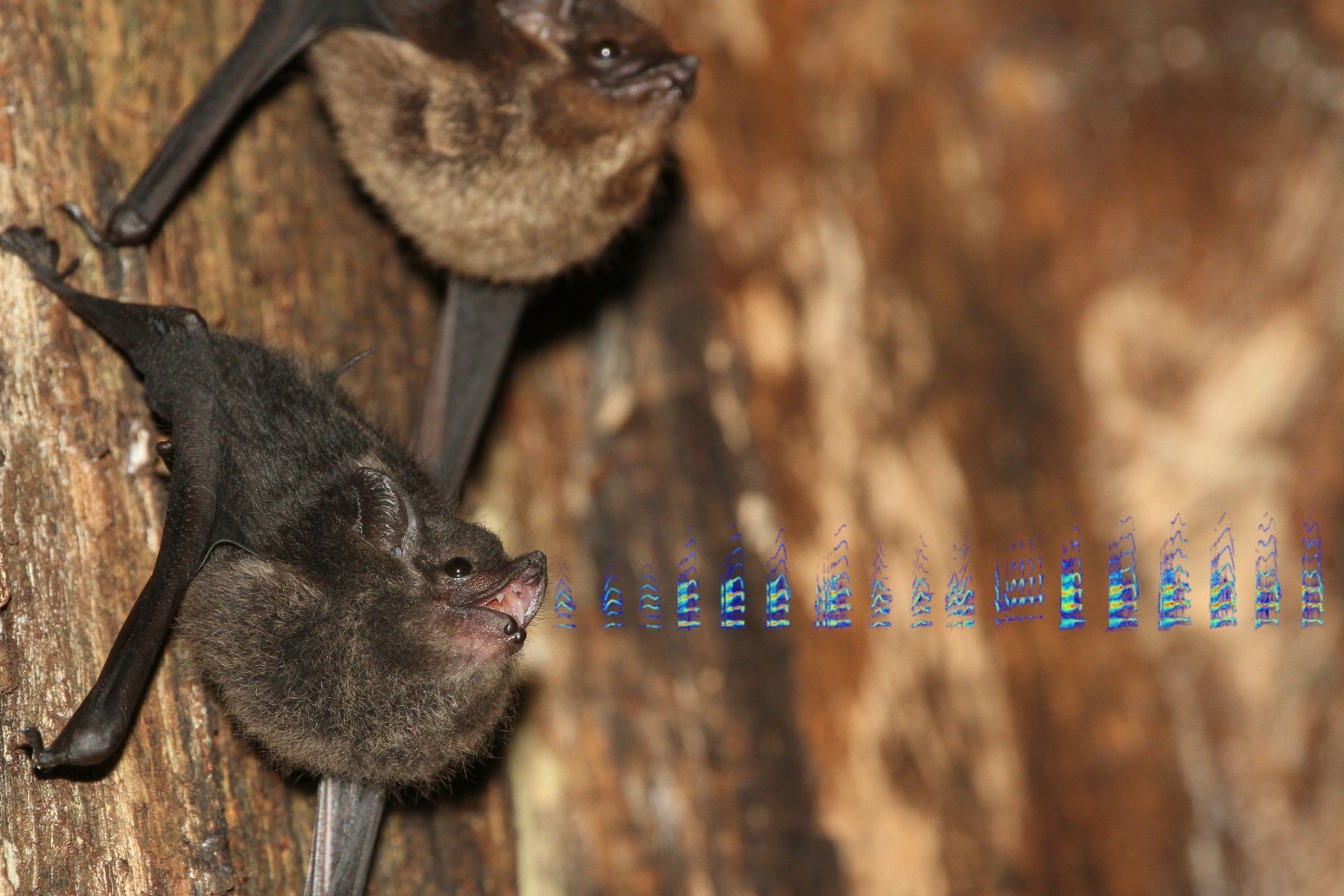 Baby bats babble like human infants, research suggests 