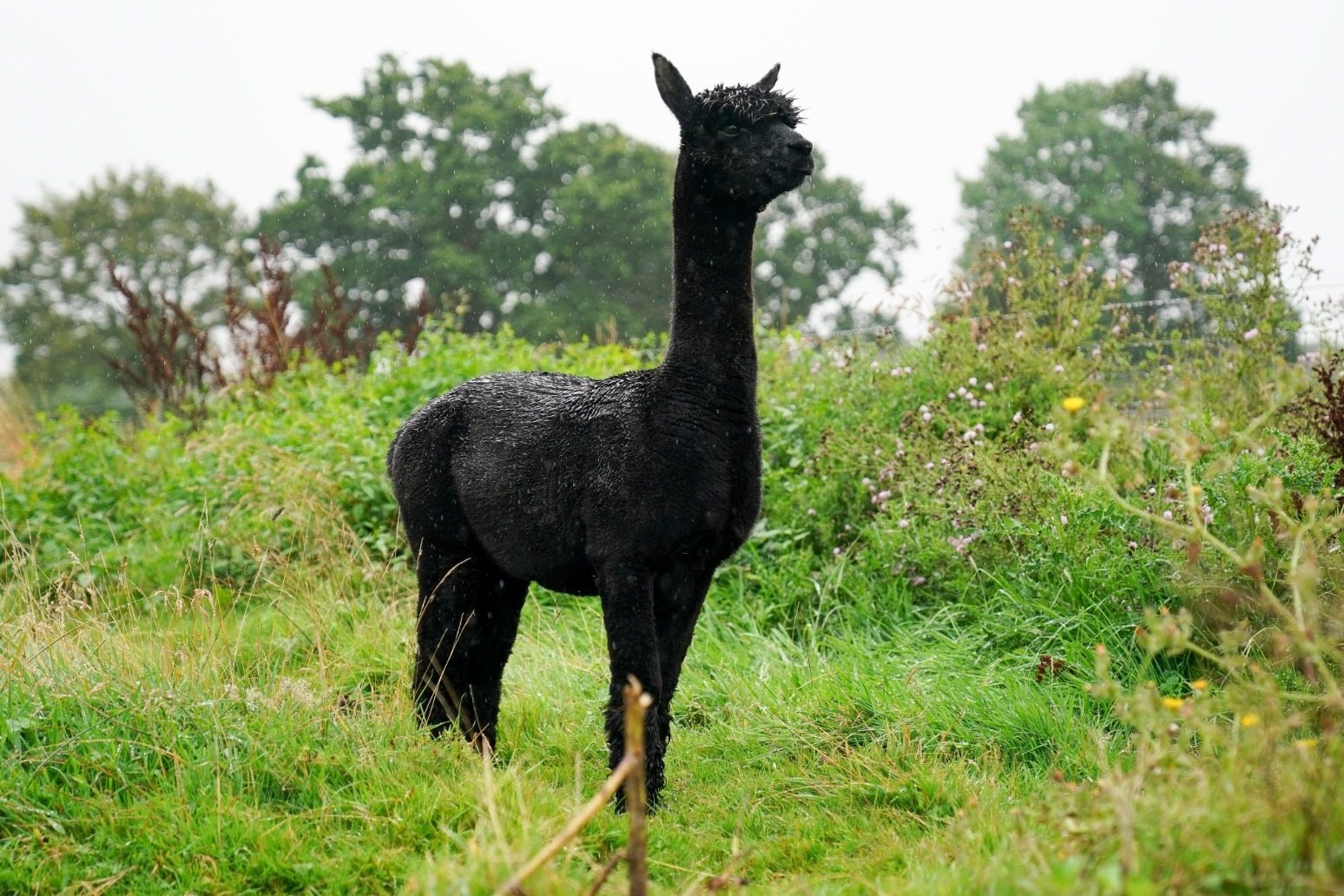 Geronimo’s owner ‘on high alert’ as alpaca awaits his fate 