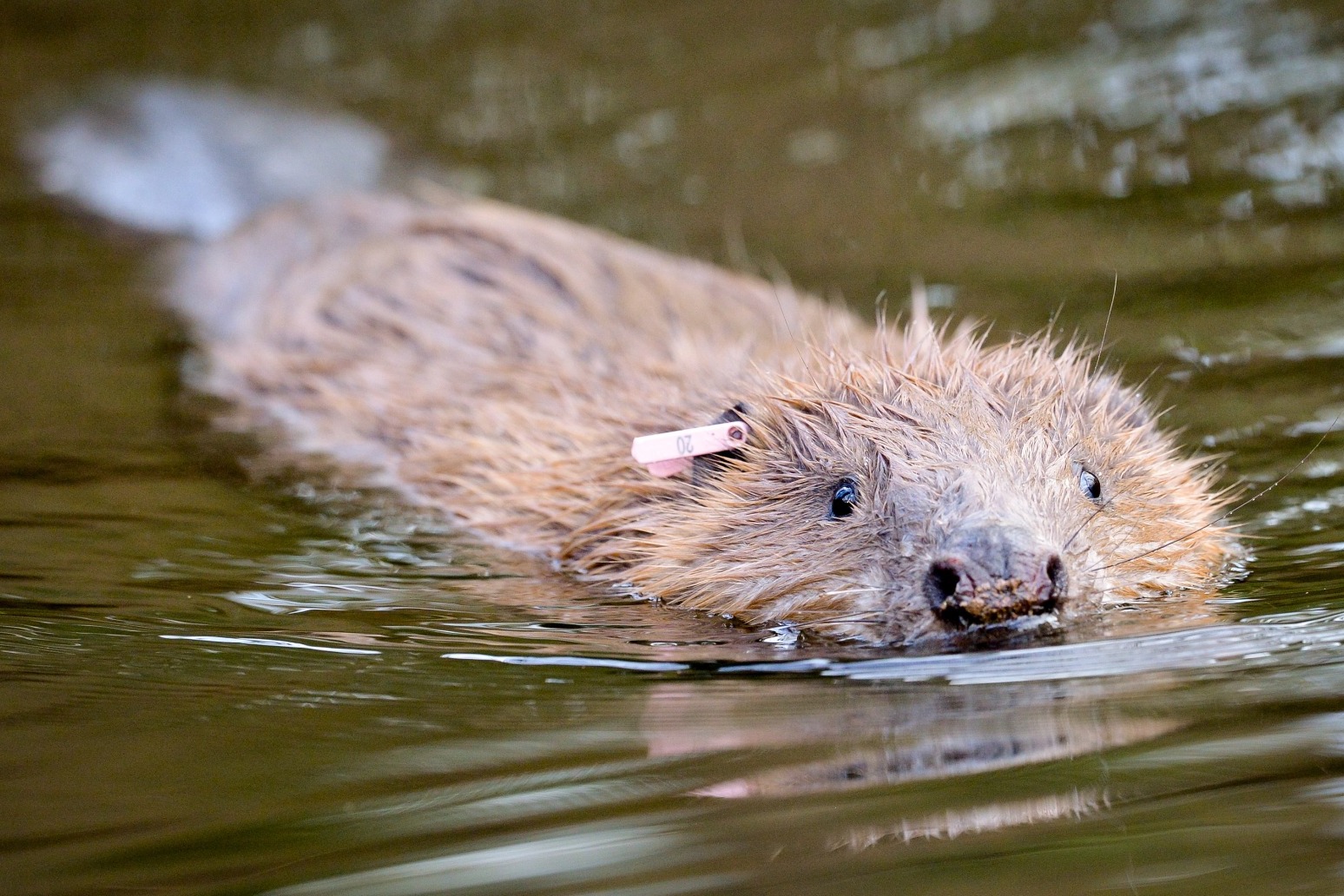 Beavers to be released into the wild under ‘cautious’ Government plans 