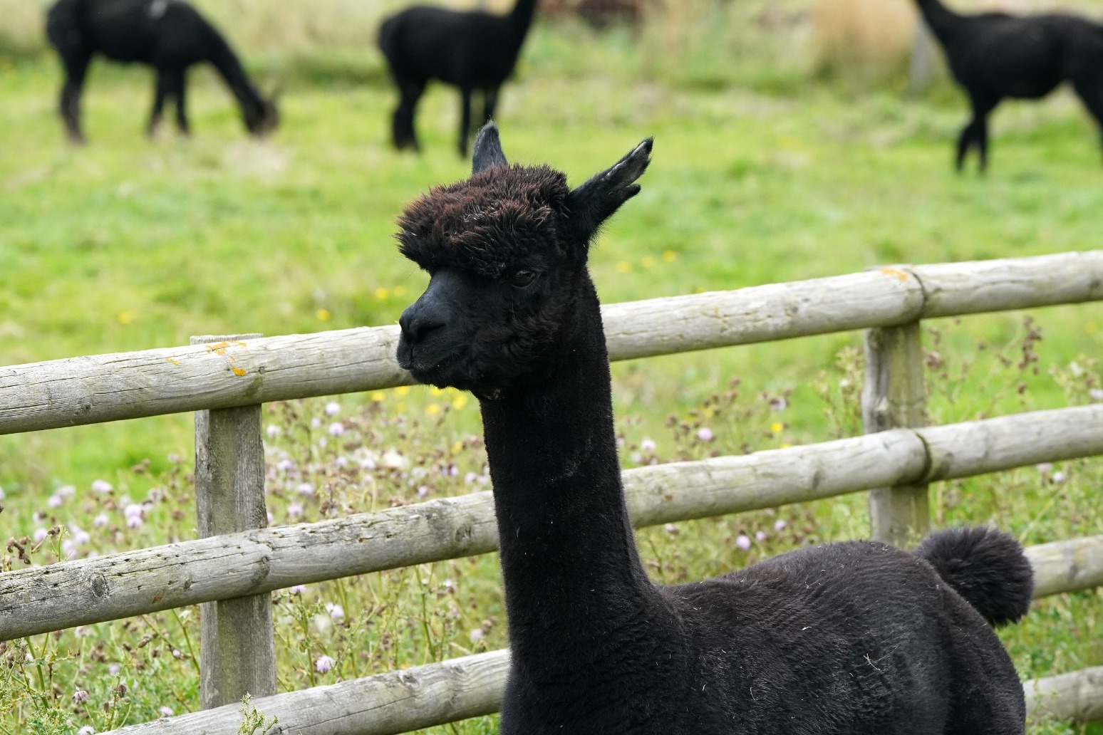 Alpaca experts condemn Government claims over Geronimo’s welfare 