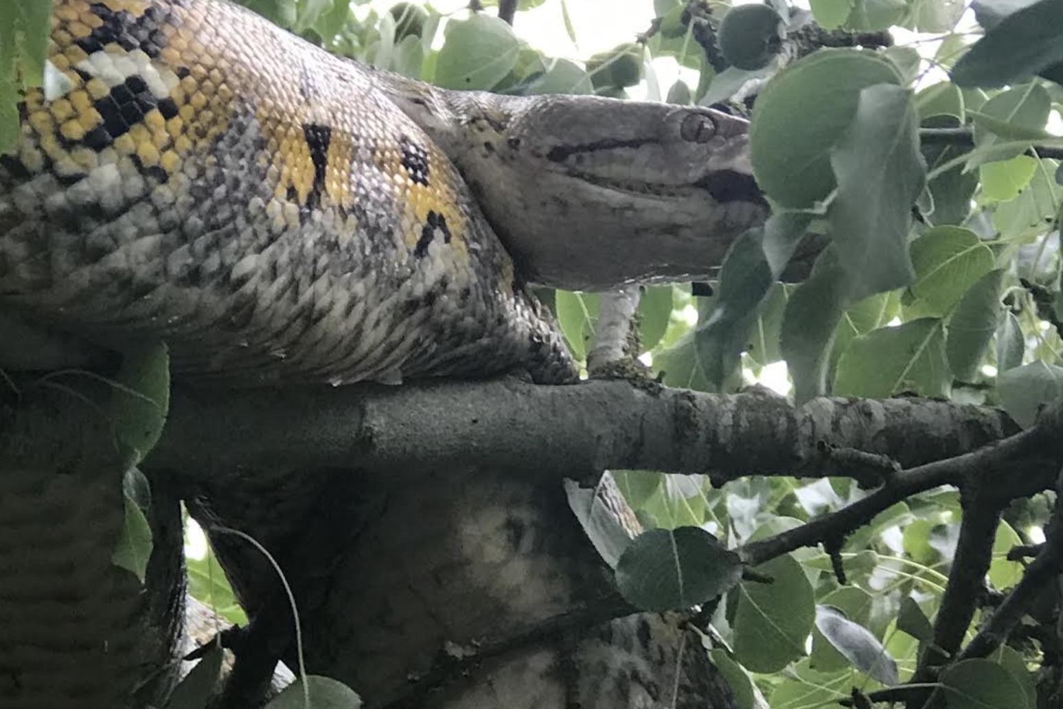 Rescuing 10ft python from tree ‘reminiscent of The Jungle Book’ 