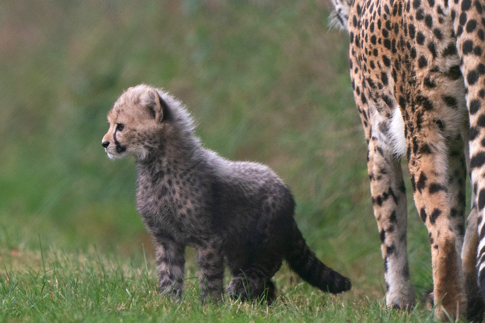 Public gets glimpse of East Anglia’s baby cheetah two years in the making 