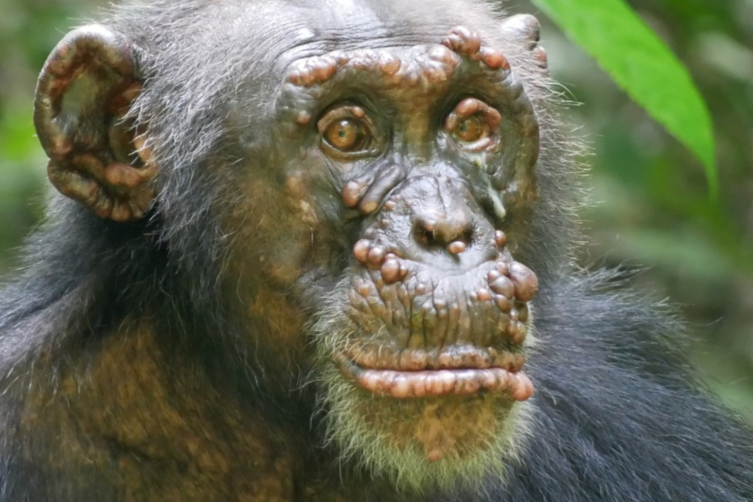 Leprosy confirmed in wild chimpanzees 