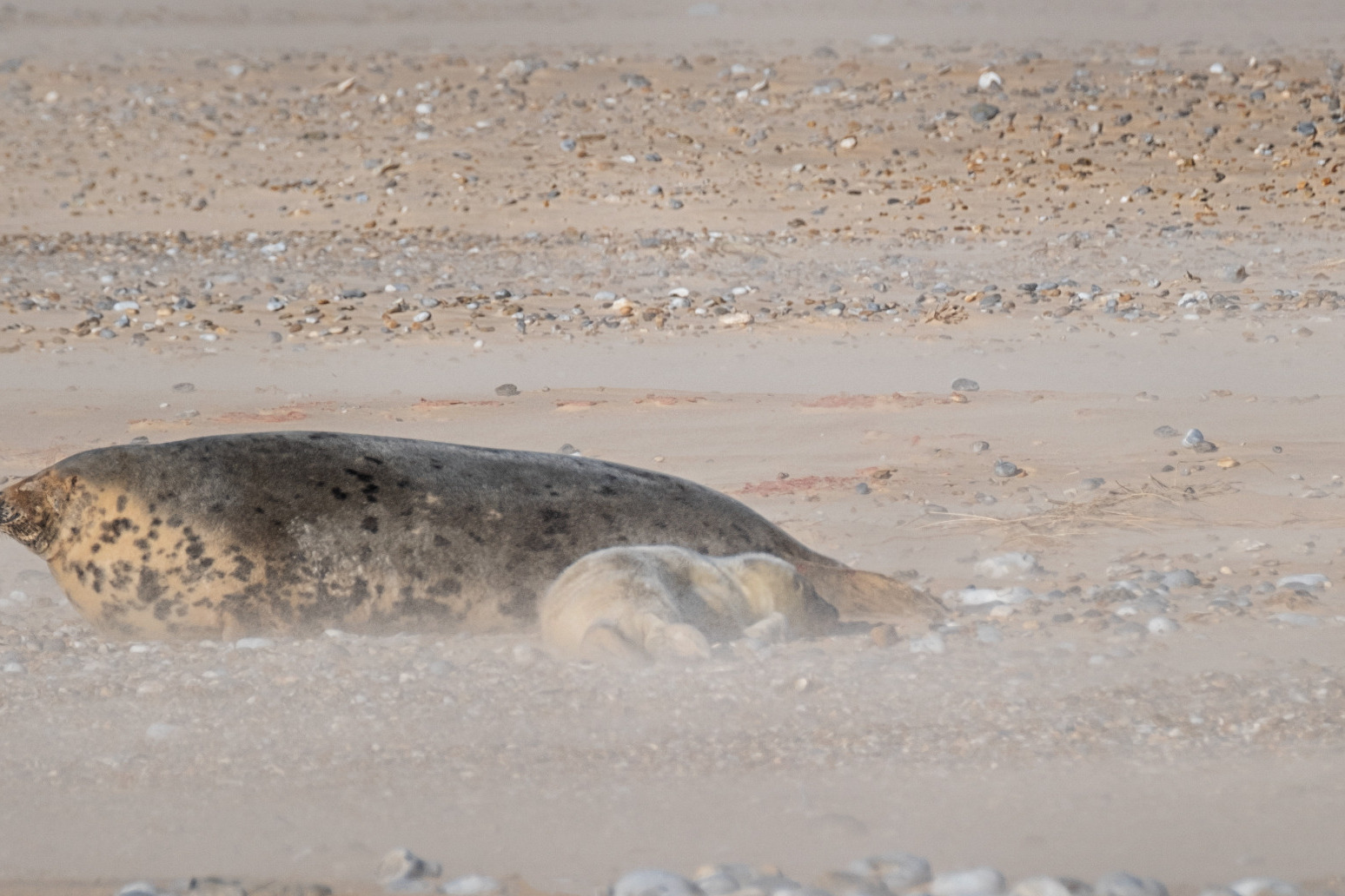 First grey seal pup of the season born at England’s largest colony 