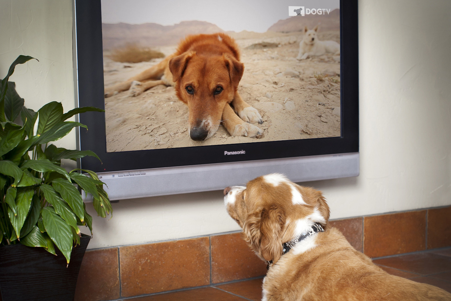 TV network created for dogs and their owners to launch in UK 
