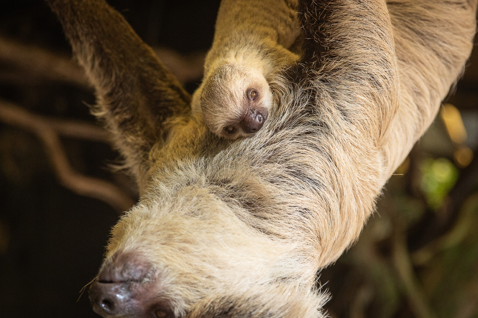 Baby sloth surprises zookeepers with speedy birth 