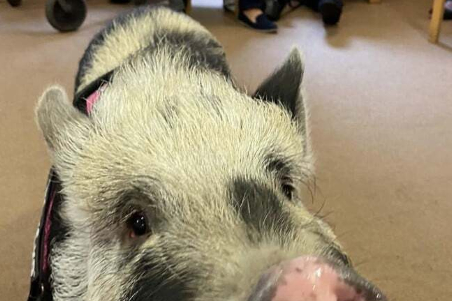Pet pig hogs the attention on visit to owner’s care home 