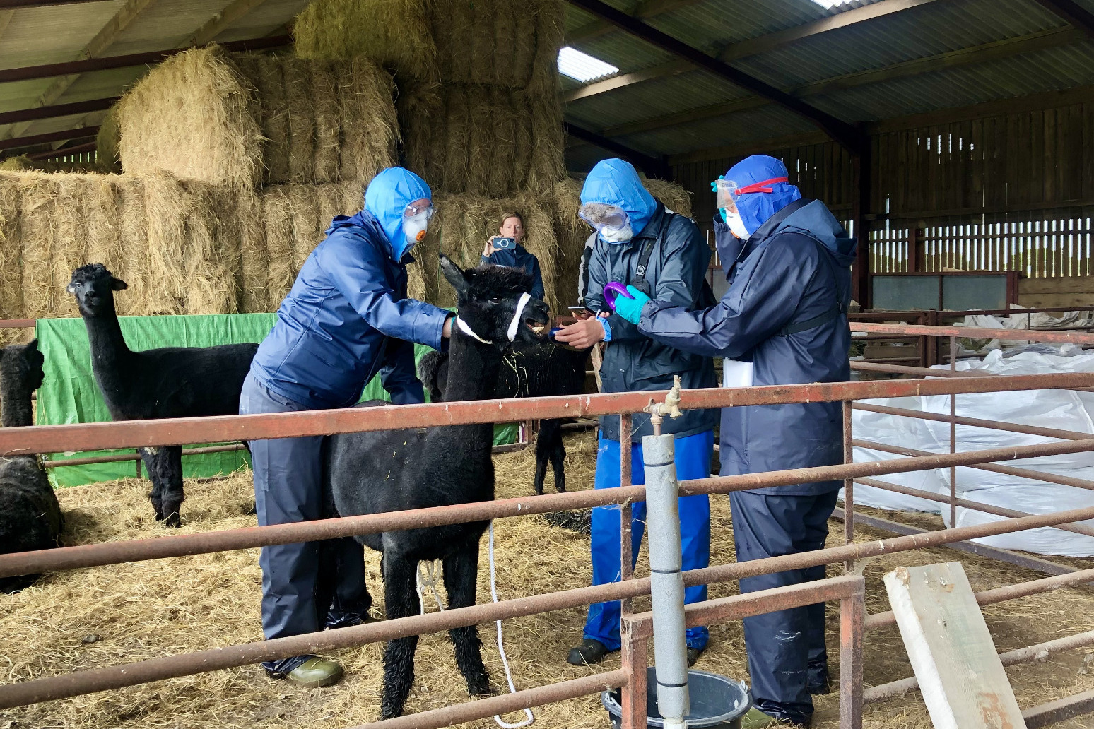 Tests on Geronimo the alpaca fail to find source of bovine TB thumbnail