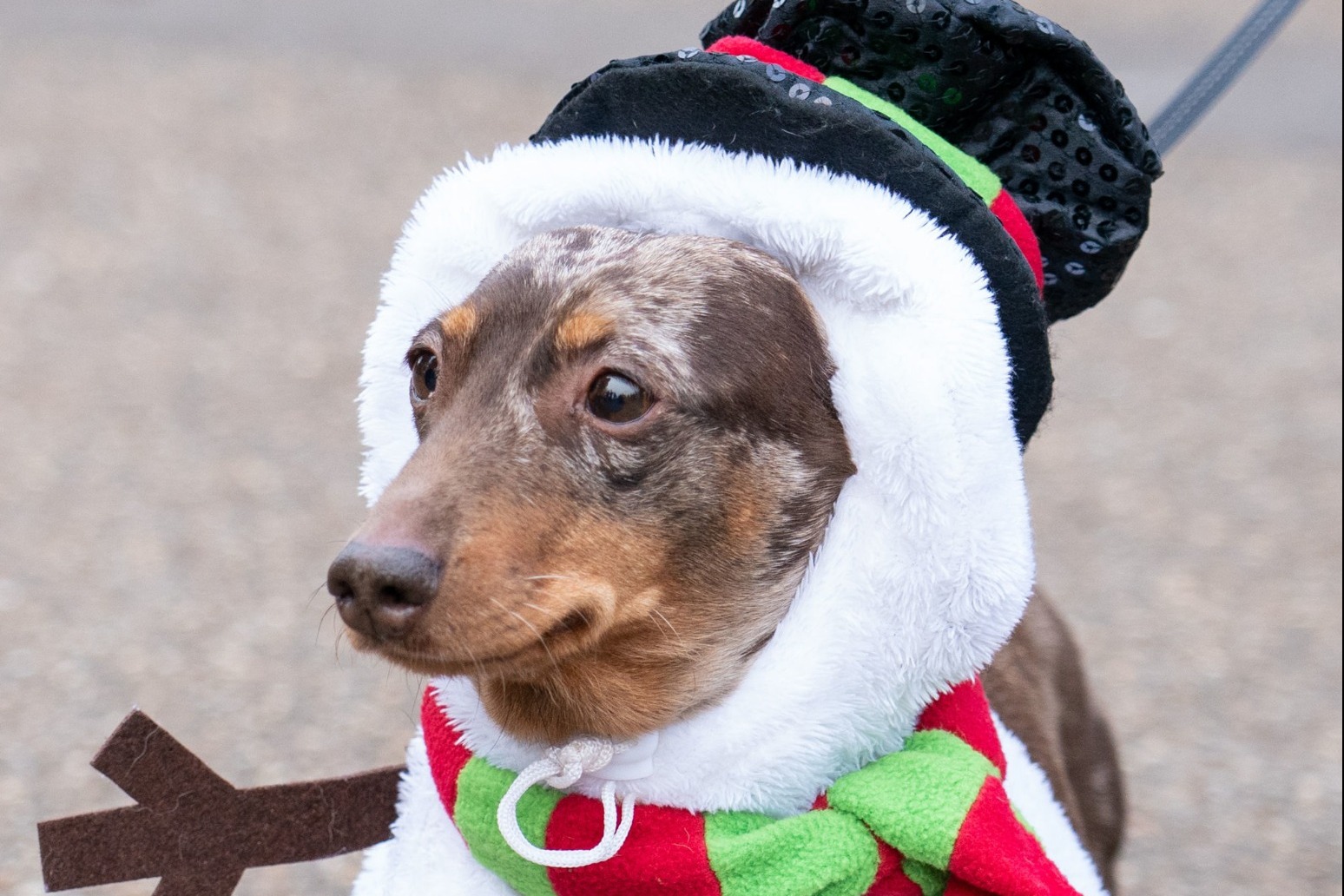 Dachshunds don reindeer ears and turkey legs in annual Hyde Park Sausage Walk 