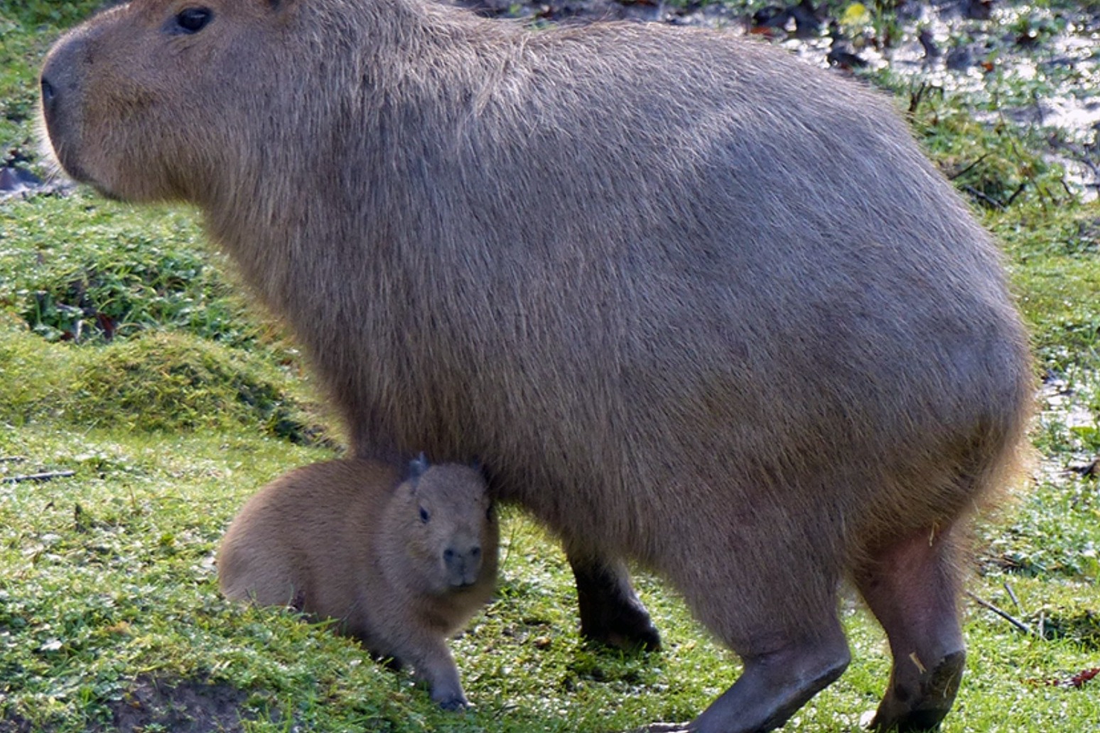 Zoo celebrates arrival of capybara pups on Christmas Day 