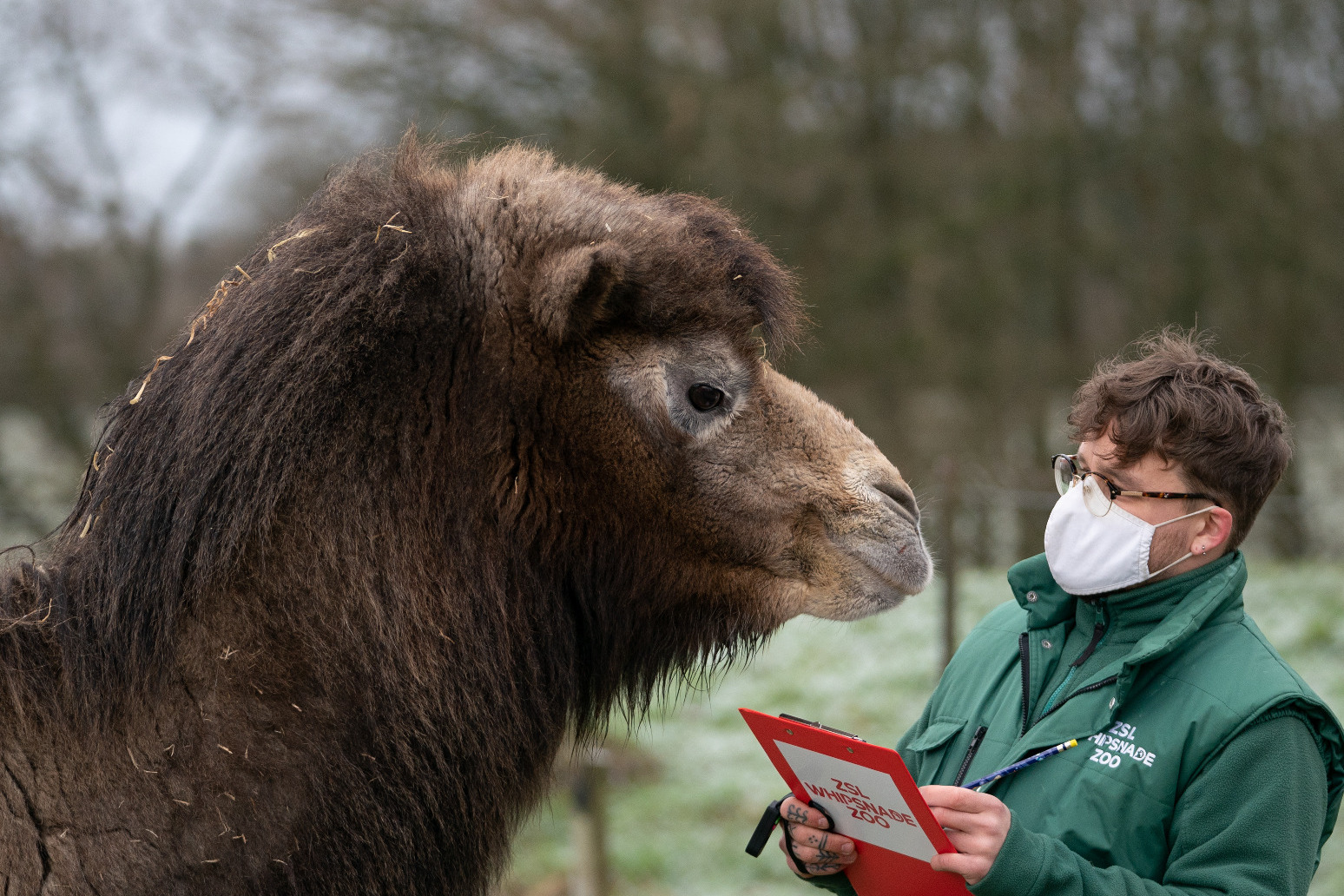 Annual stocktake of nearly 10,000 animals under way at UK’s largest zoo 