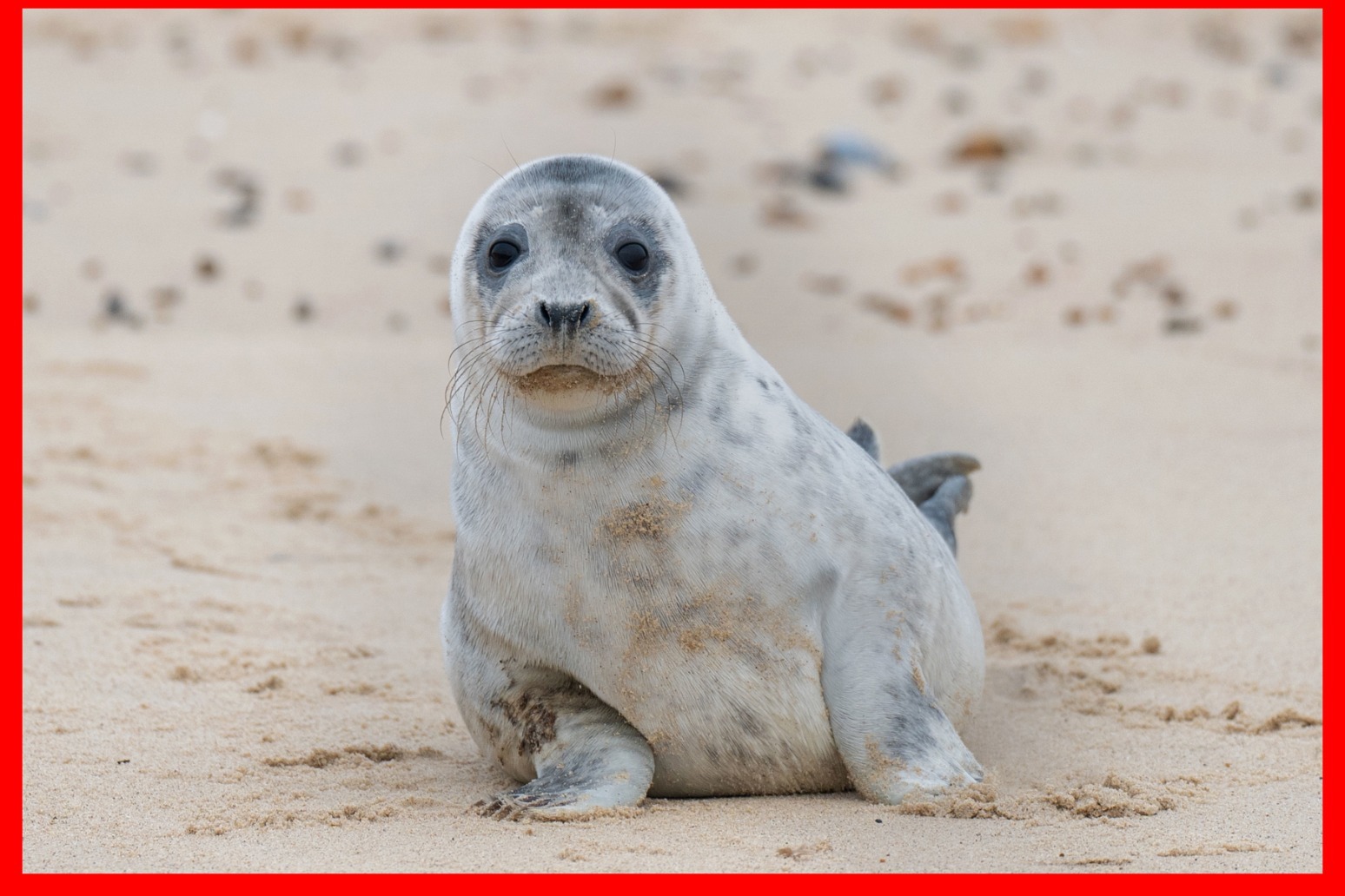 Number of seals born on Norfolk beach ‘up 25-fold in 20 years’ 