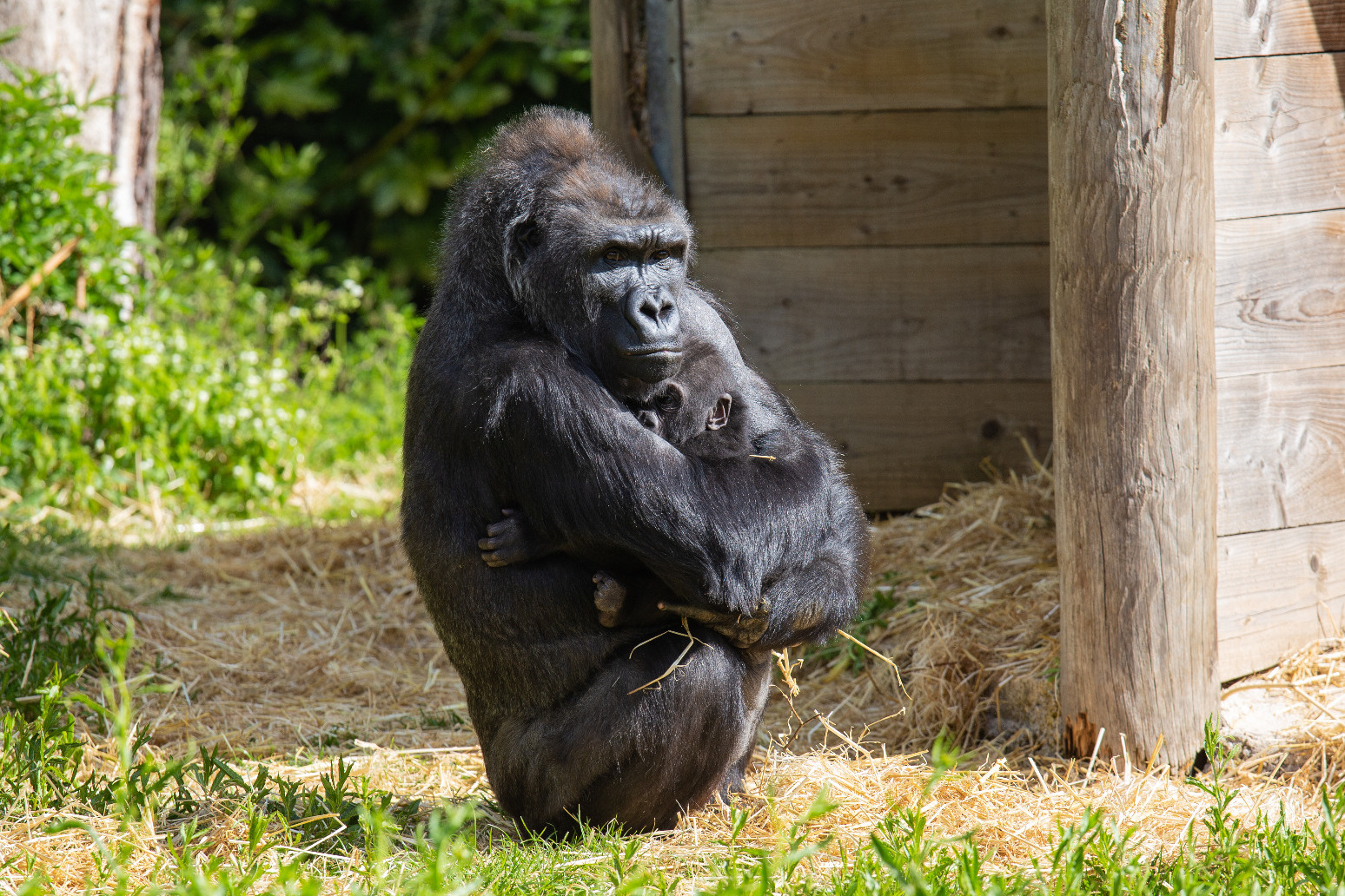 One of UK’s oldest zoos to shut after 186 years 