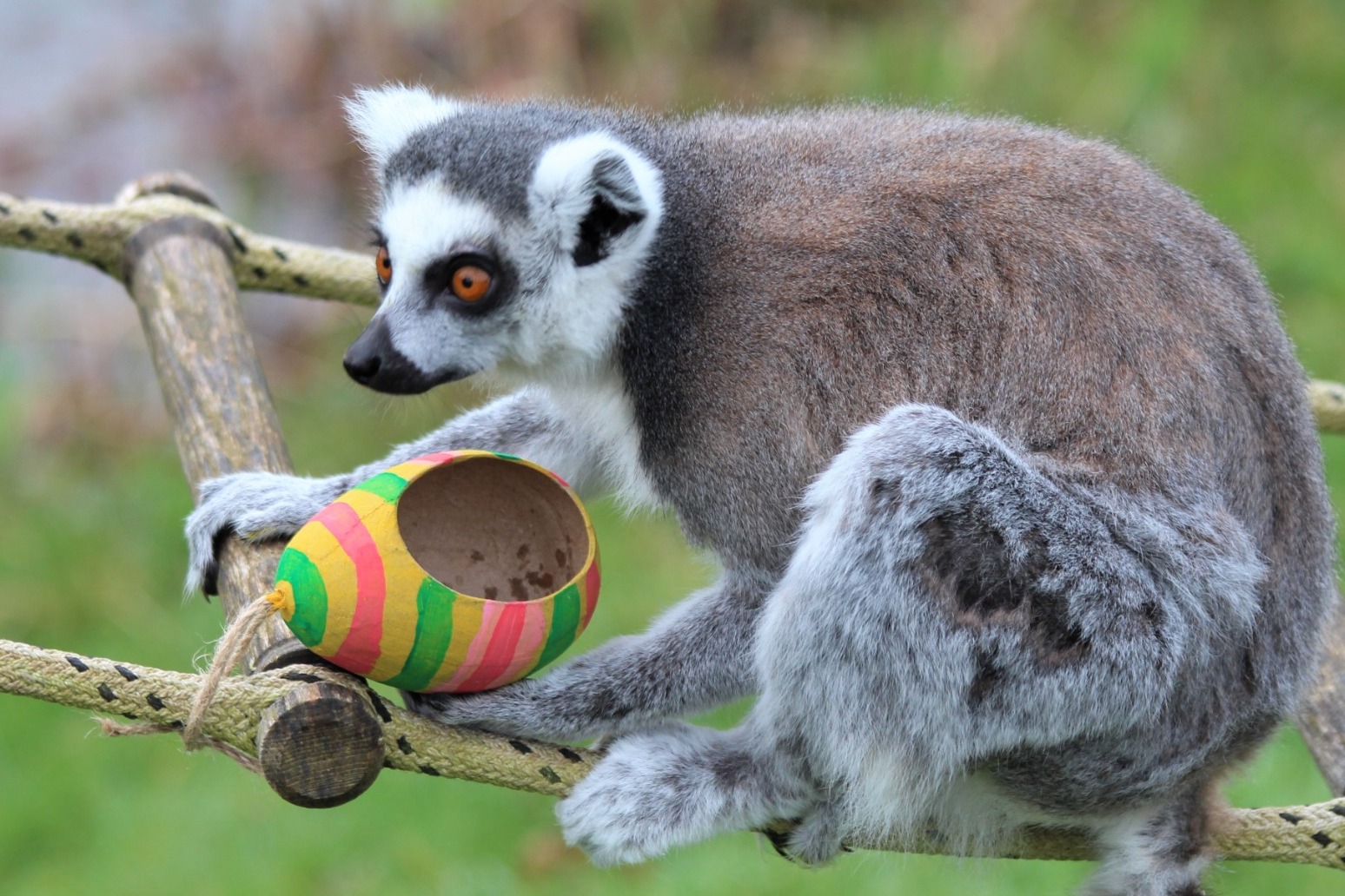 Lemurs on Easter egg hunt tuck into sweetcorn and peas 