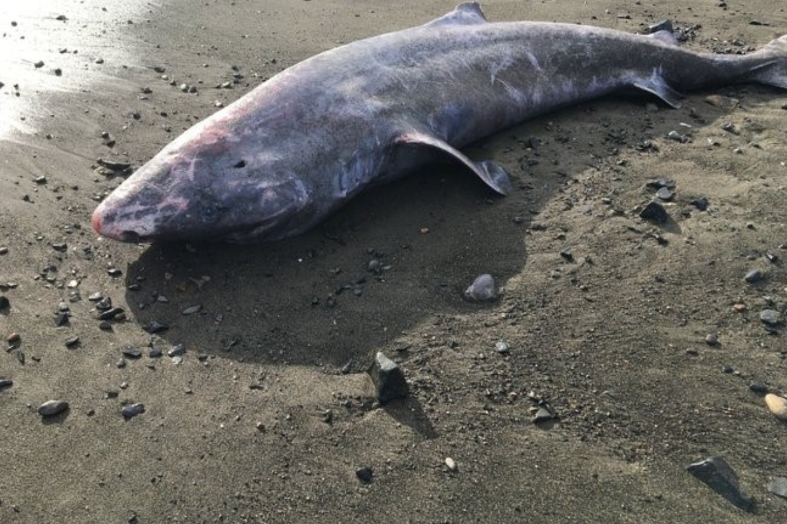 Post mortem of ‘extraordinary’ Greenland shark reveals it had meningitis 