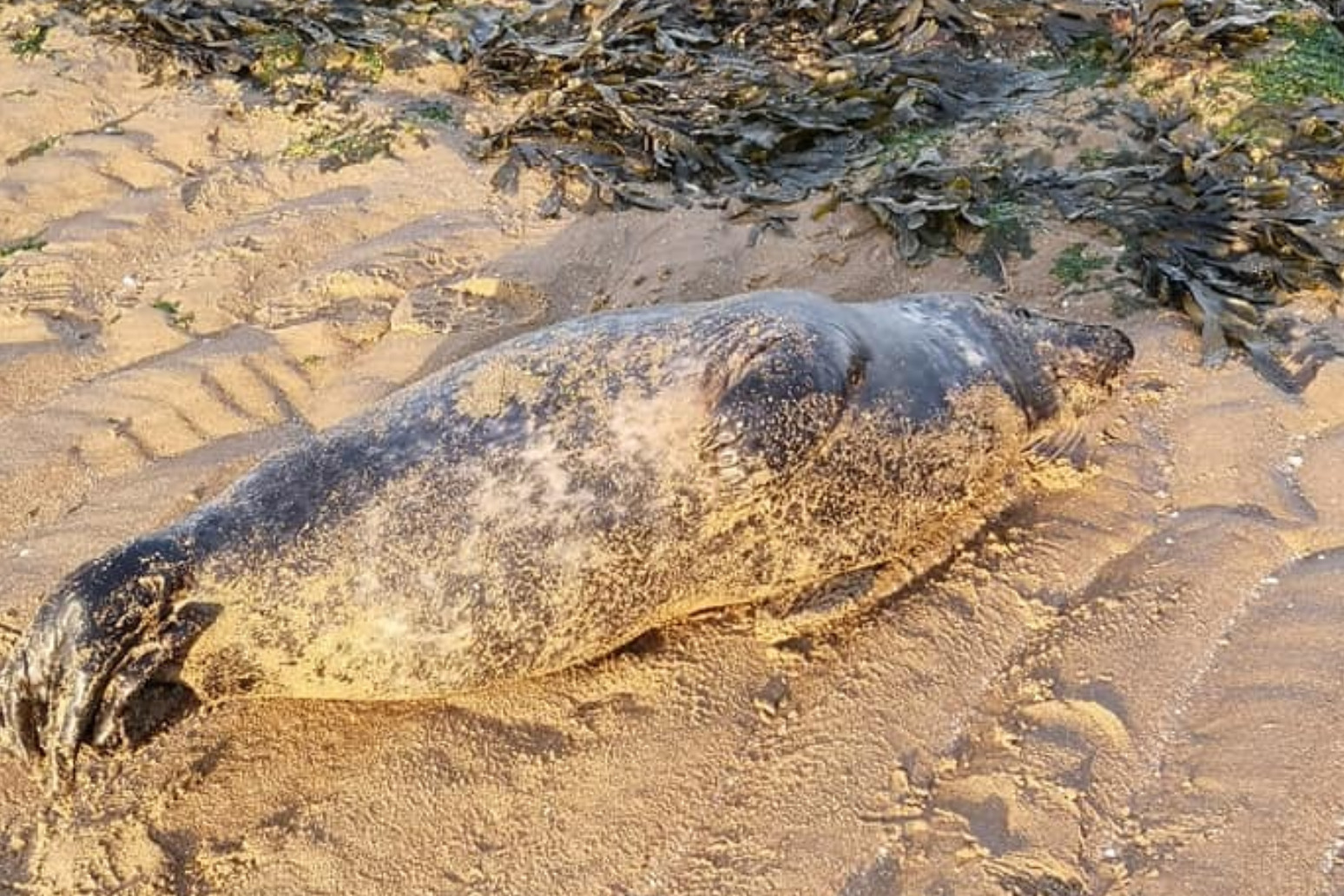 Seals kicked and stoned in spate of incidents across UK 