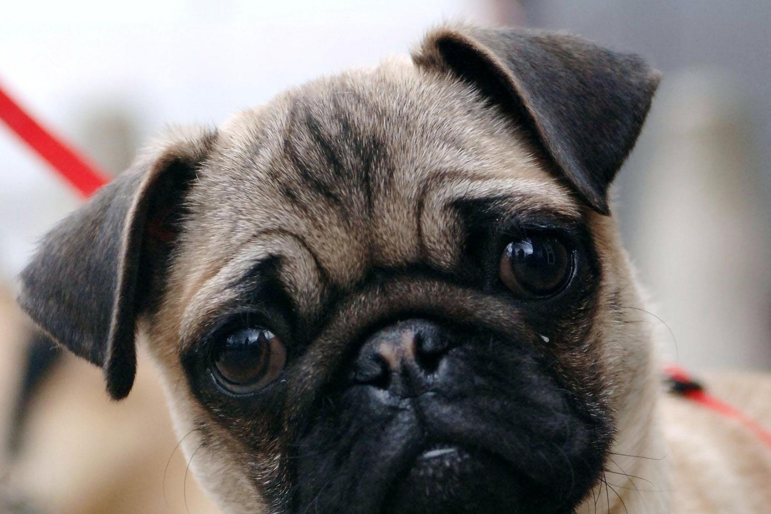 Pugs have high health risks and ‘can no longer be considered a typical dog’ 
