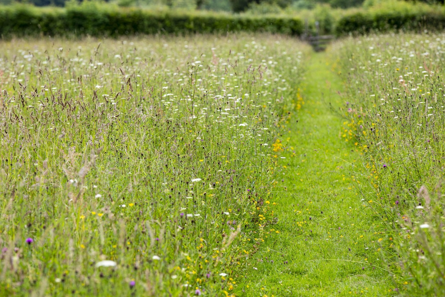 Plant with climate change in mind and let your lawn go brown, gardeners urged 