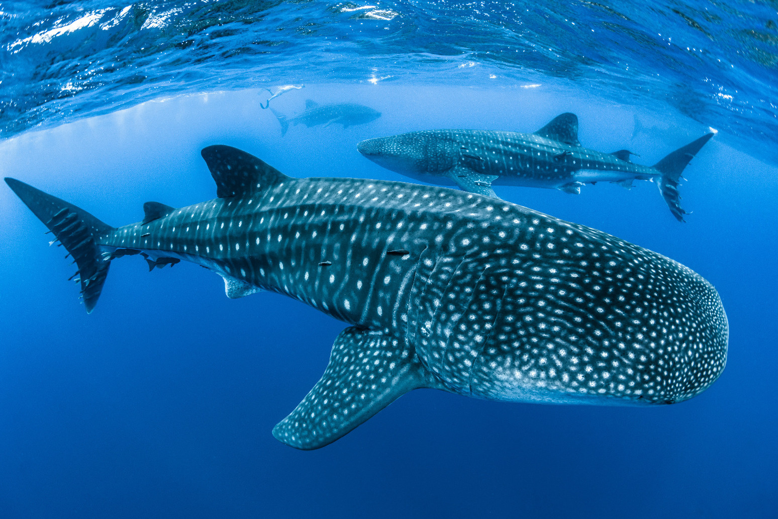 Endangered whale sharks face significant threat from shipping 