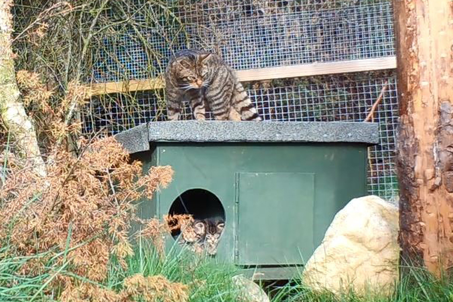 Wildcats set to save species from extinction born at wildlife park 