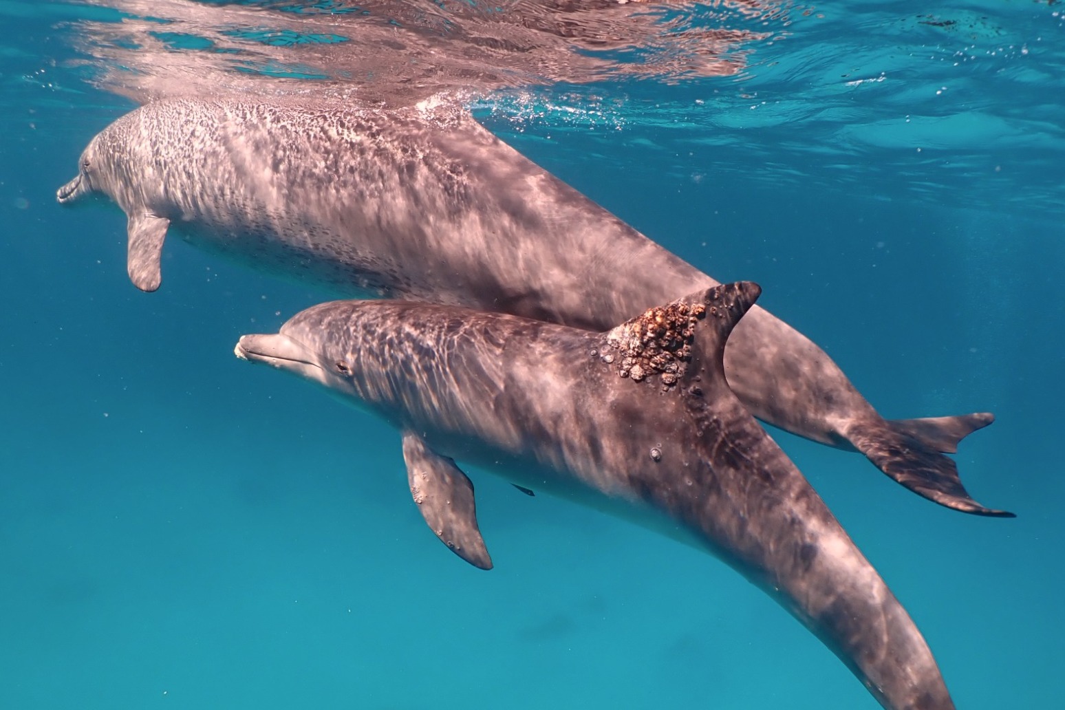 Dolphins line up to self-medicate skin conditions with coral, research suggests 