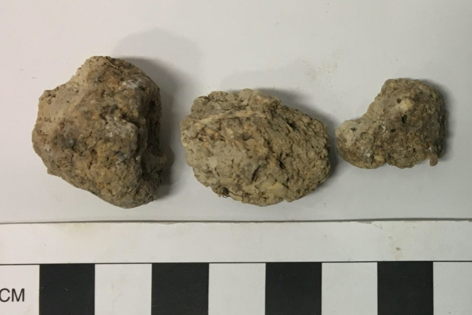 Prehistoric faeces reveal parasites from feasting near Stonehenge 