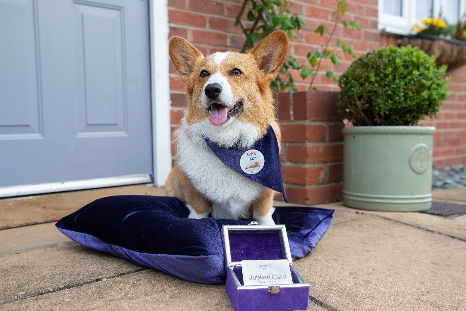Queen’s favourite corgi breed now ‘beloved’ nationwide, says The Kennel Club 